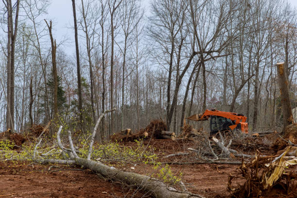 Best Utility Line Clearance  in Midland, PA