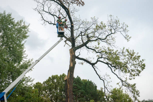 Best Leaf Removal  in Midland, PA