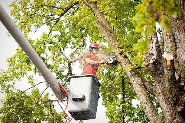 Best Tree Risk Assessment  in Midland, PA