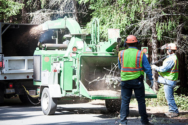 Best Tree Trimming and Pruning  in Midland, PA
