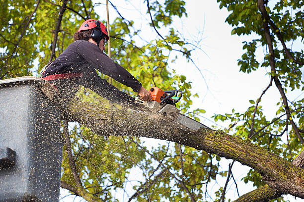 Lawn Maintenance Plans in Midland, PA